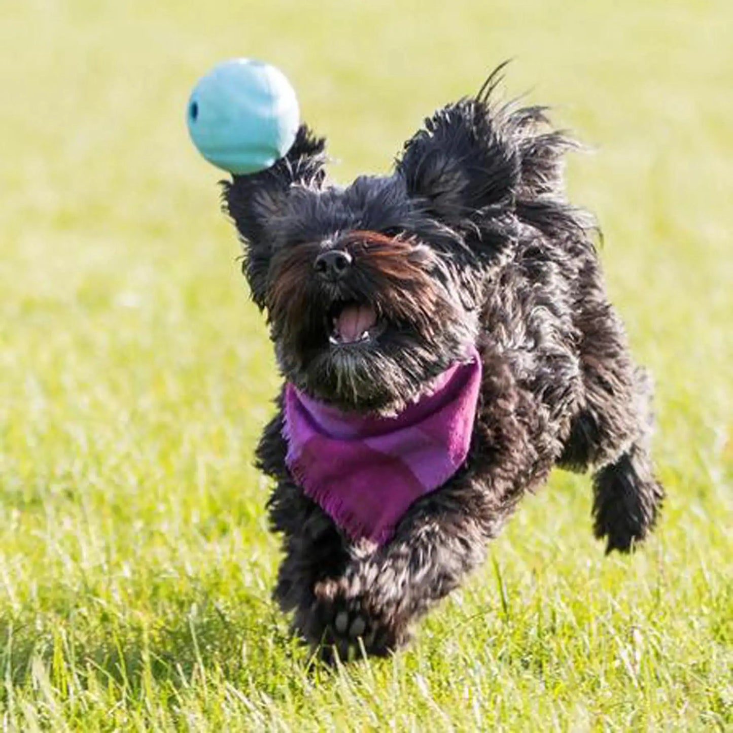 Chuckit! Interactive Rubber Whistle Dog Ball Launcher compatible suitable for Small, Medium & Large Dogs - 3 sizes available