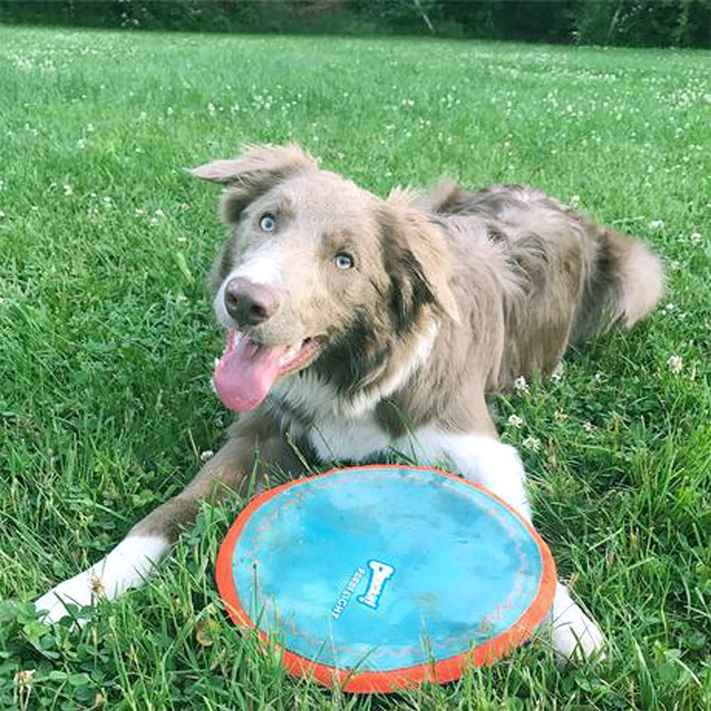 Chuckit! Paraflight Flyer Floating Interactive Training Dog Toy - Great for games of fetch