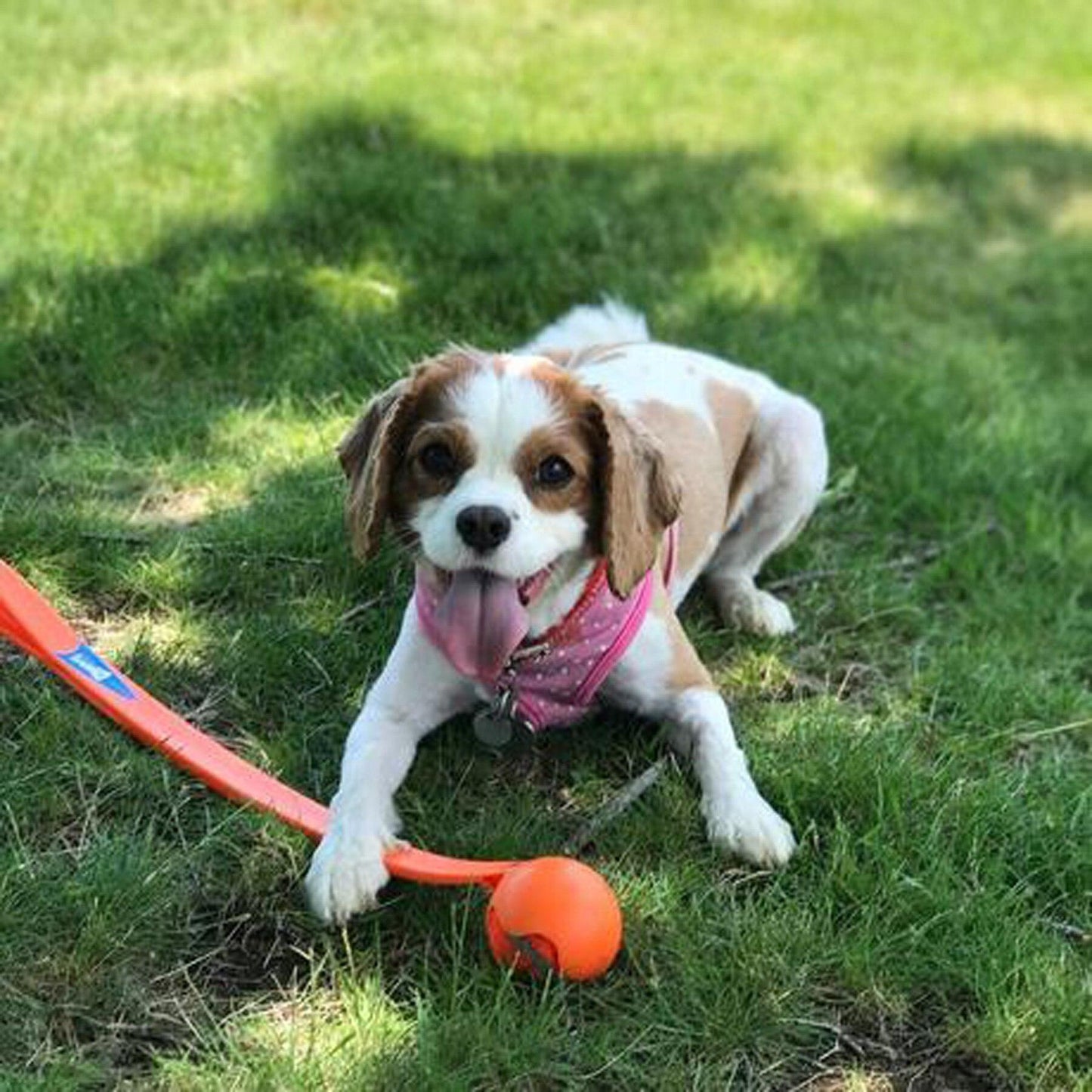 Chuckit! Outdoor Interactive Ball Launcher Training Dog