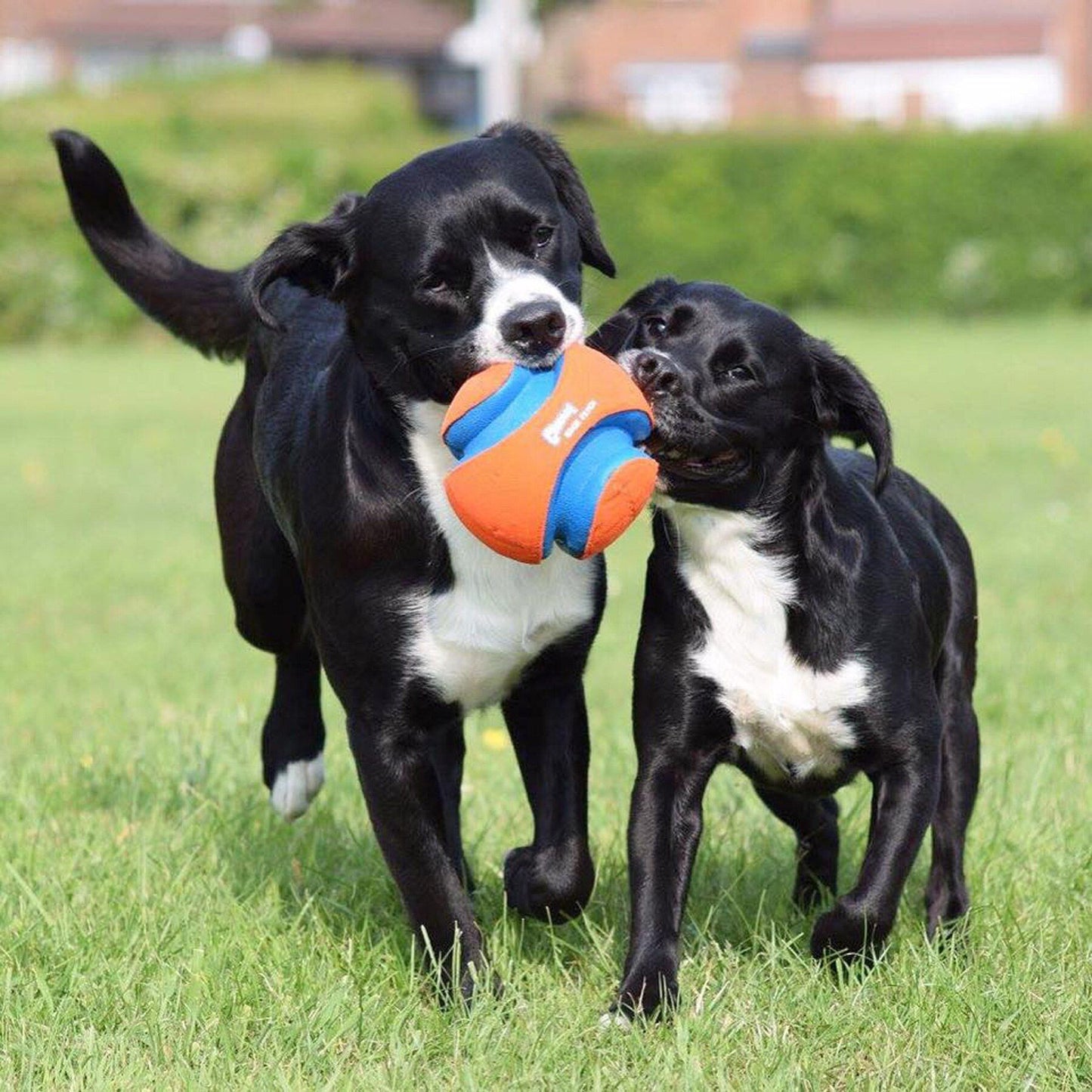 Chuckit! Kick Fetch Outdoor Training Accessory