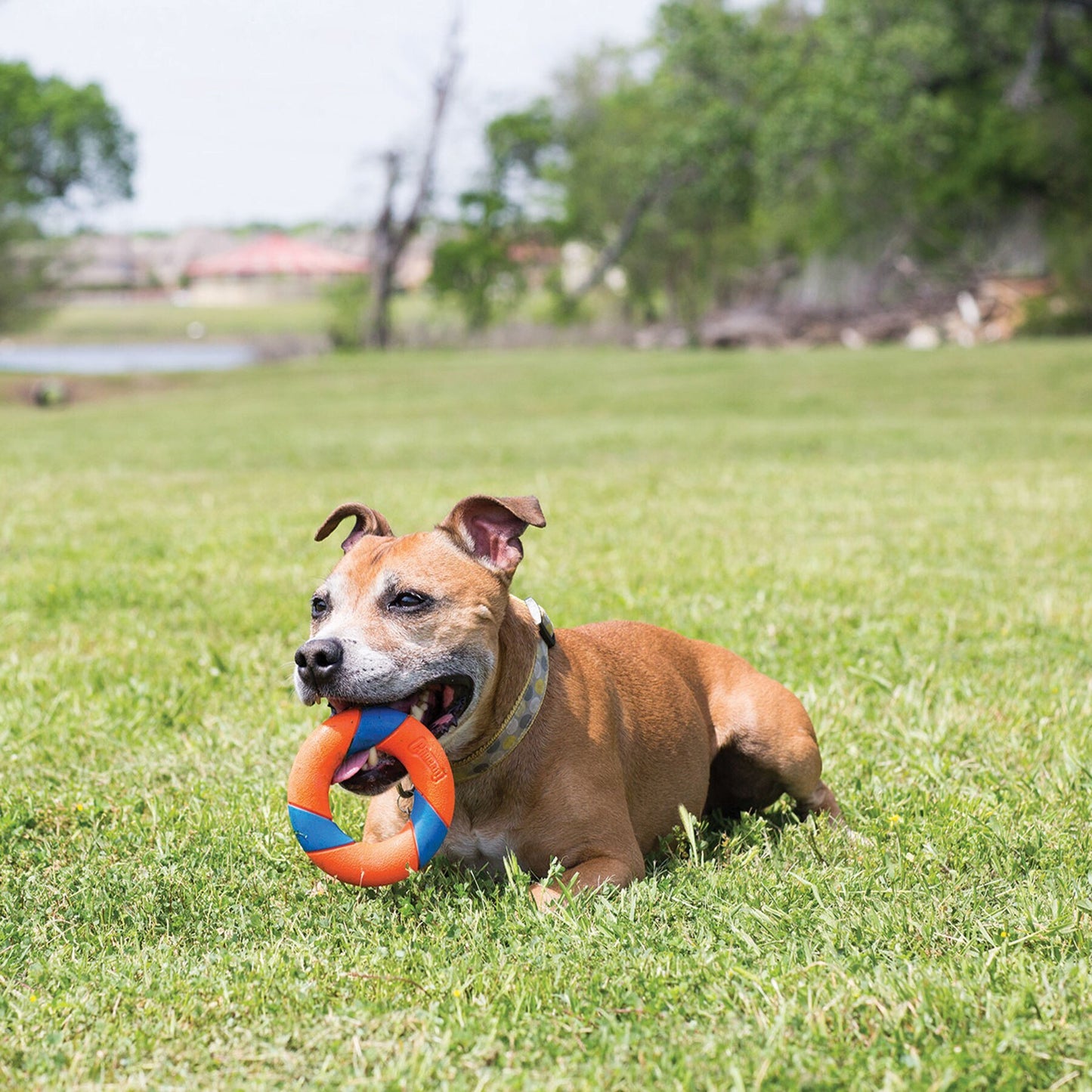 Chuckit! Ultra Ring Dog Interactive Toy