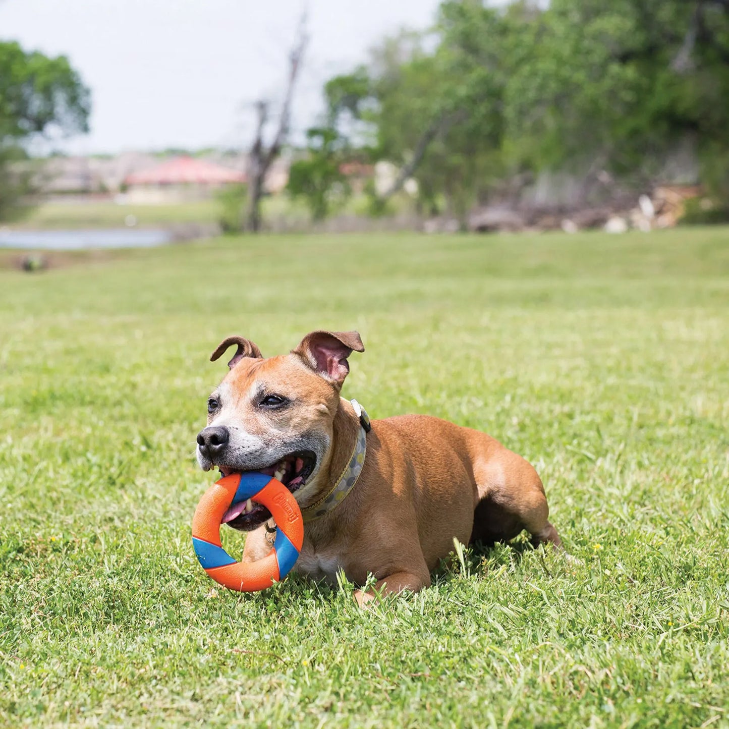 Chuckit! Ultraring launcher for the Ultraring Dog Toy - One Size