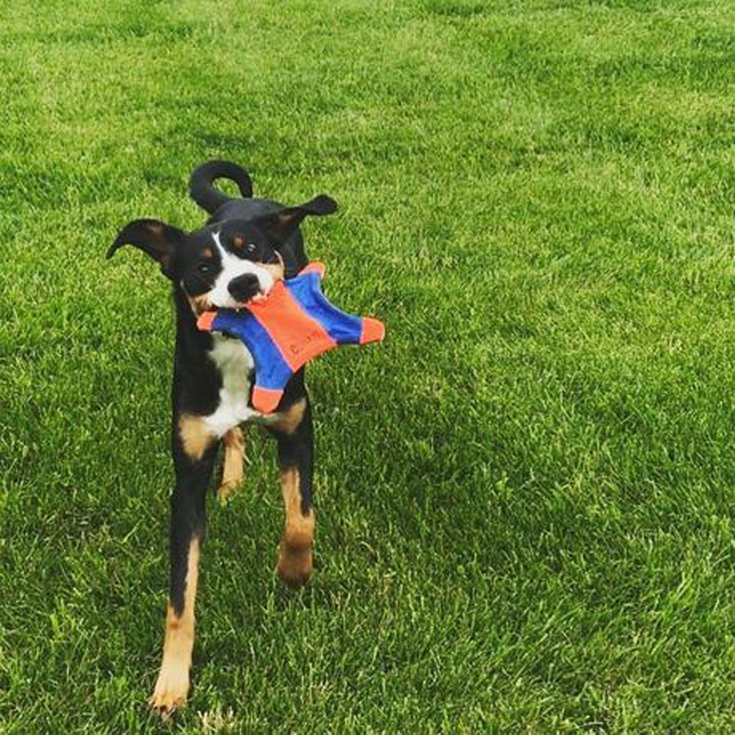 Chuckit! Flying Disc Squirrel Interactive Floating Training Dog Toy - 3 Sizes Available - Great for games of fetch