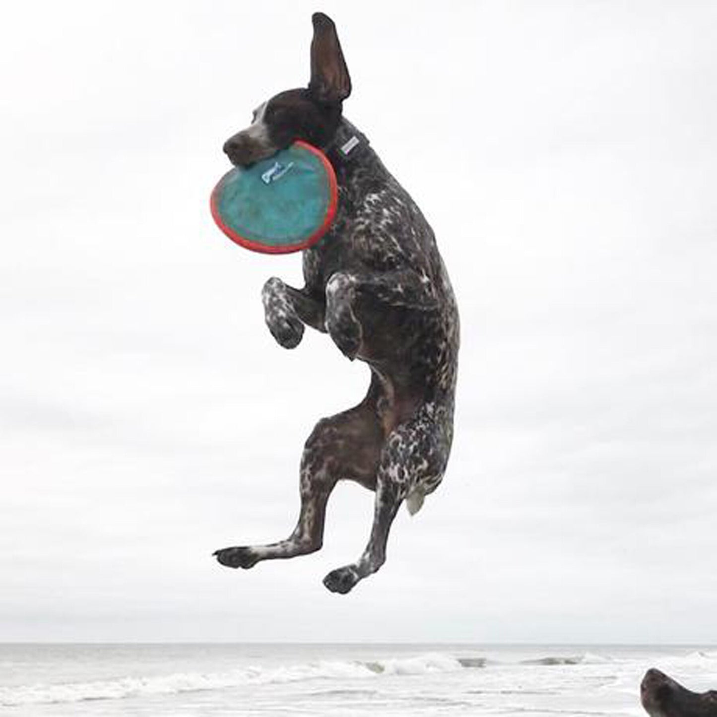 Chuckit! Paraflight Flyer Floating Interactive Training Dog Toy - Great for games of fetch