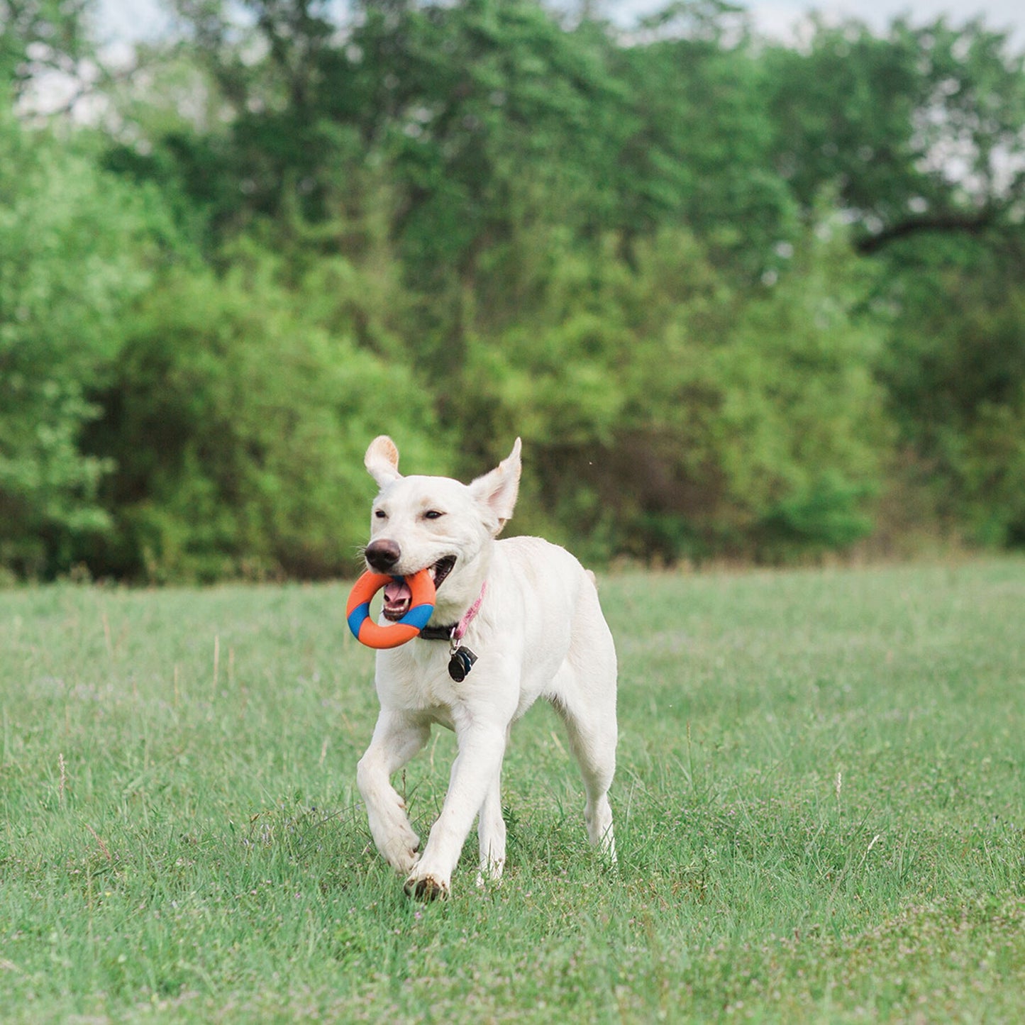 Chuckit! Ultra Ring Dog Interactive Toy