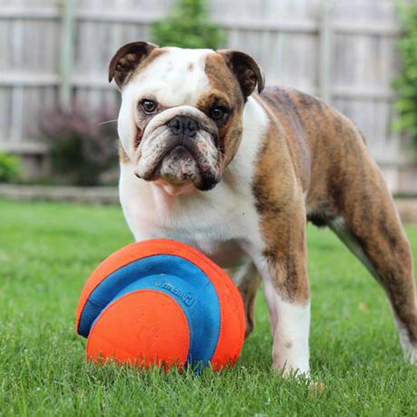 Chuckit! Kick Fetch Outdoor Training Accessory