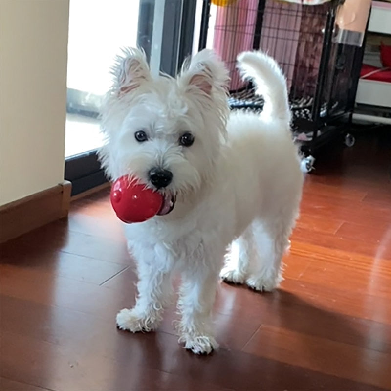 CAITEC Dog Toy Amazing Squeaker Durable Interactive Ball - Multiple options