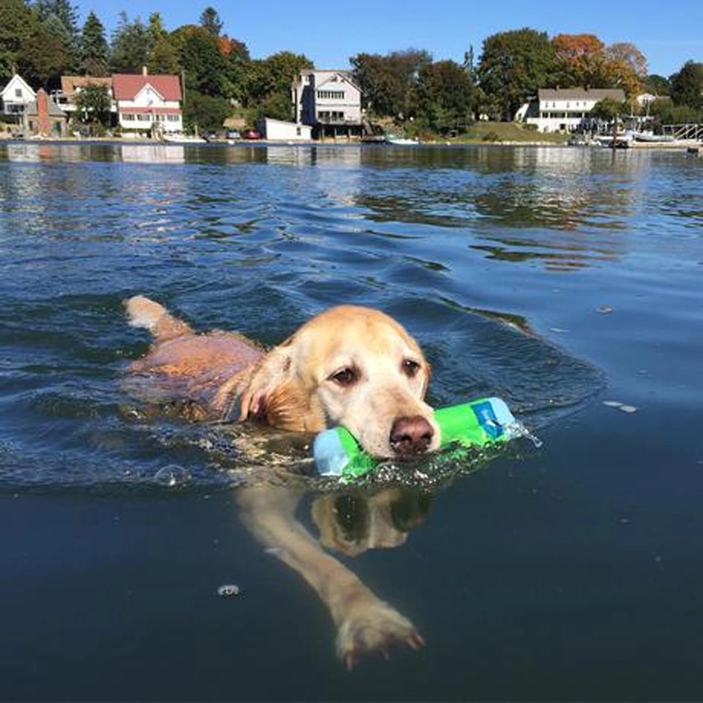 Chuckit! Floatable Outdoor Resistance Chew Toy - Various options