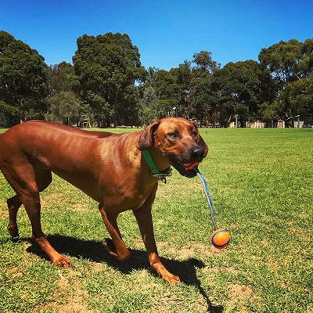 Chuckit! Interactive Dog Ultra Duo Floating Tug Ball