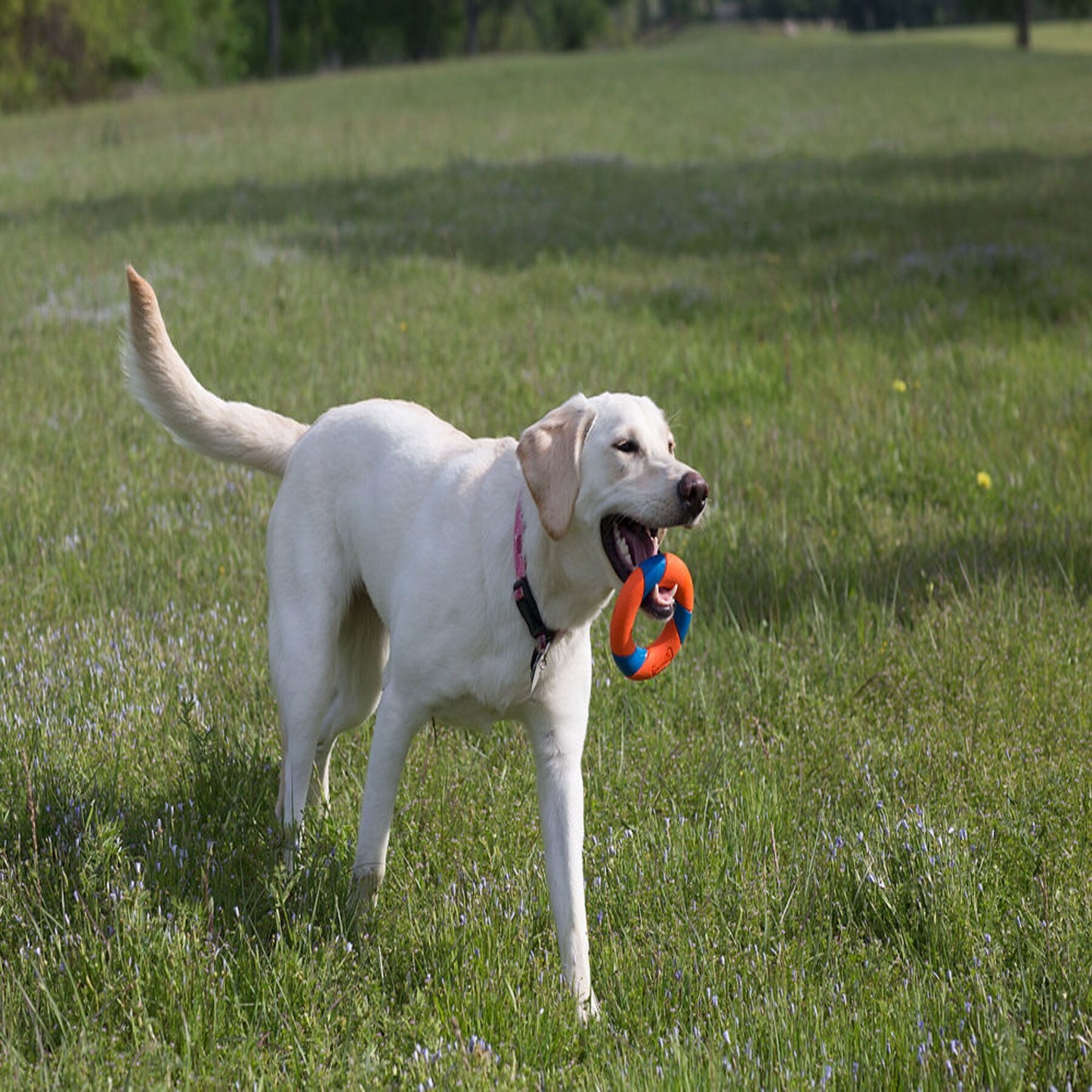 Chuckit! Ultra Ring Dog Interactive Toy