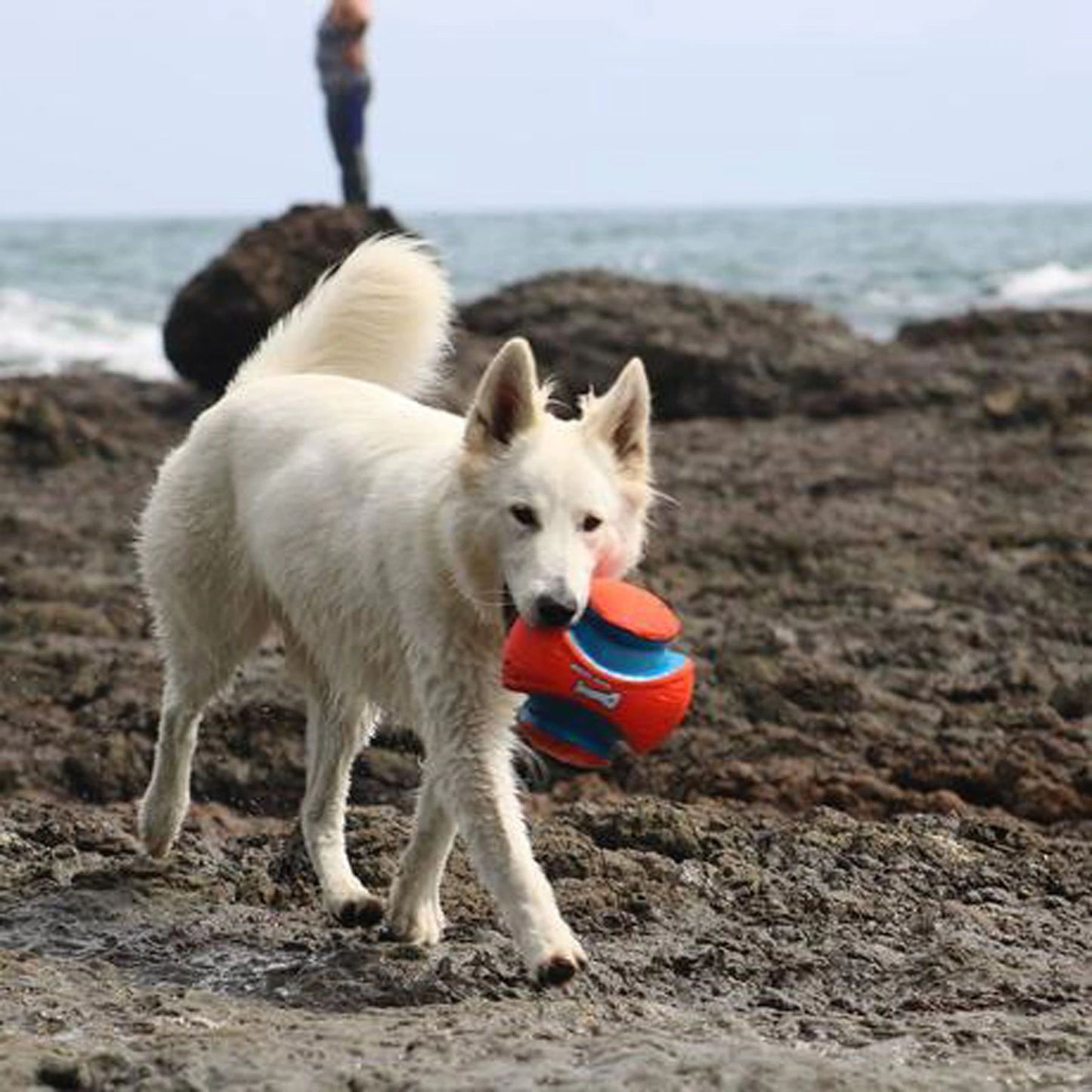 Chuckit! Kick Fetch Outdoor Training Accessory