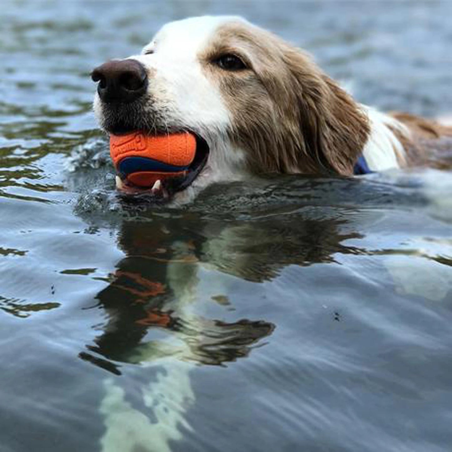 Chuckit! Outdoor Rubber Floating Retrieval Dog ball