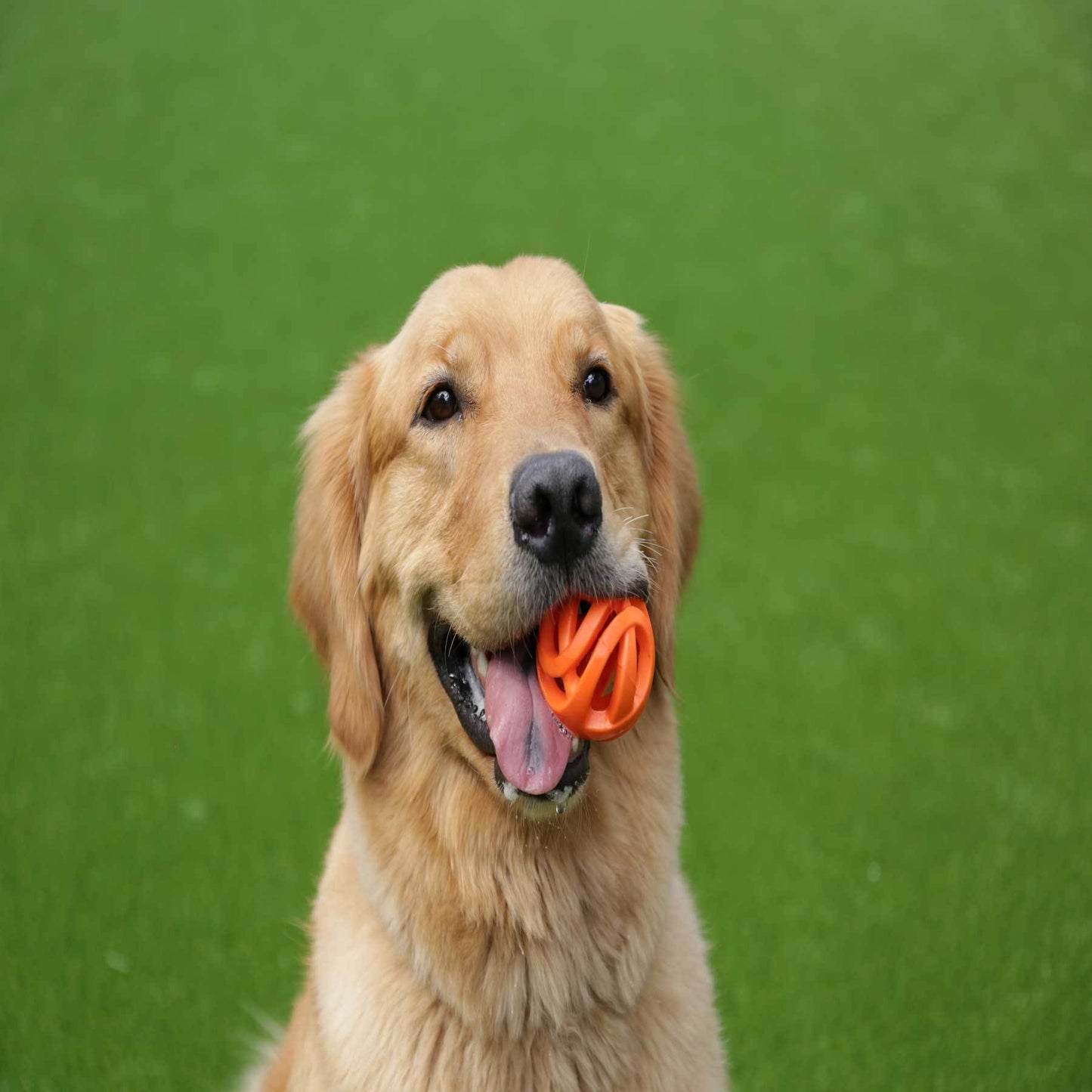 Chuckit! Breathe Fetch Rubber Outdoor Dog Ball