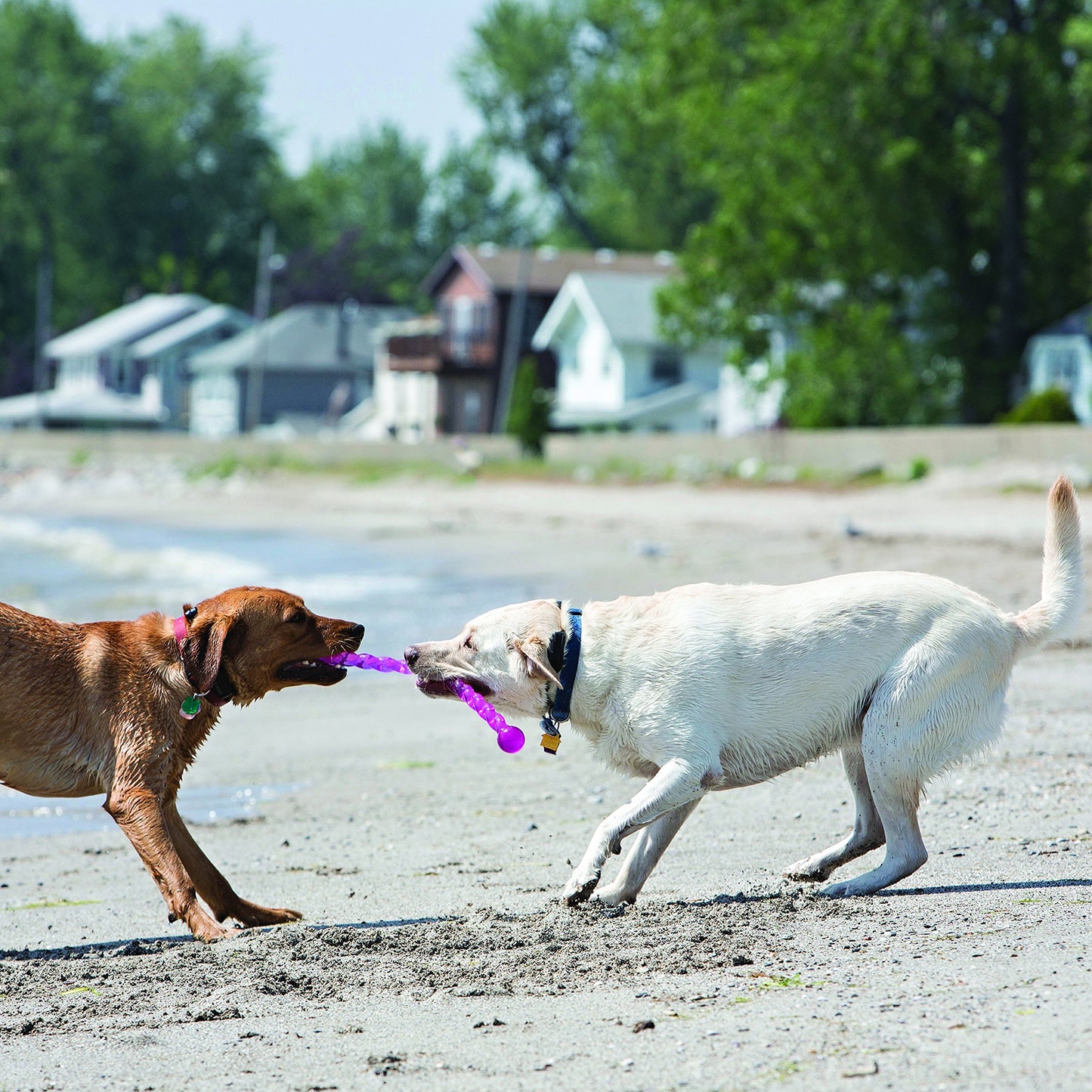 KONG - SafeStix - Strong and Flexible Dog Fetch Toy with Safe, Durable Materials (Assorted Colours & sizes)