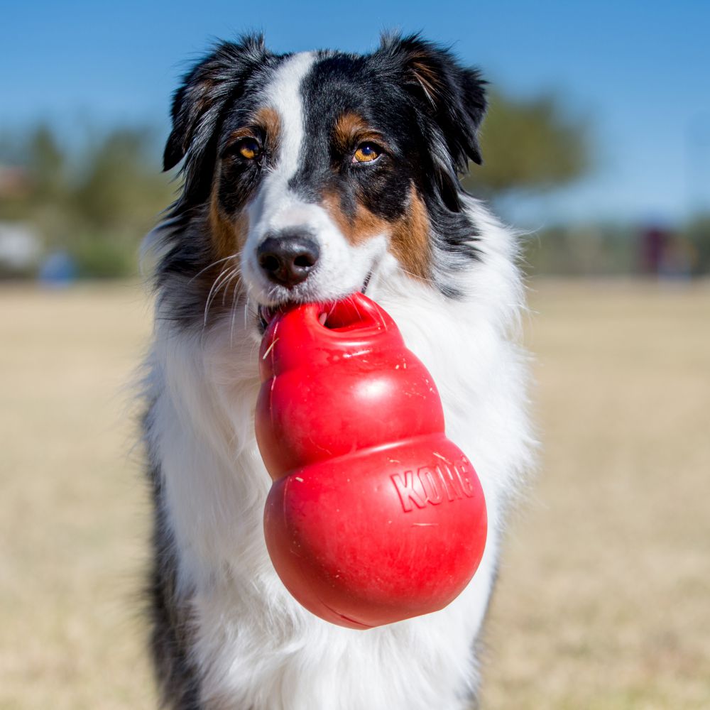 KONG Bounzer Large Rubber Dog Toy