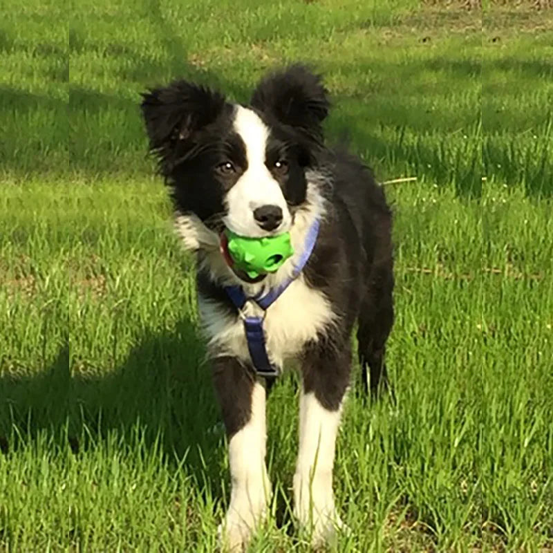 CAITEC Squeaky Rubber Floating Springy Ball - Great for Tossing and Chasing