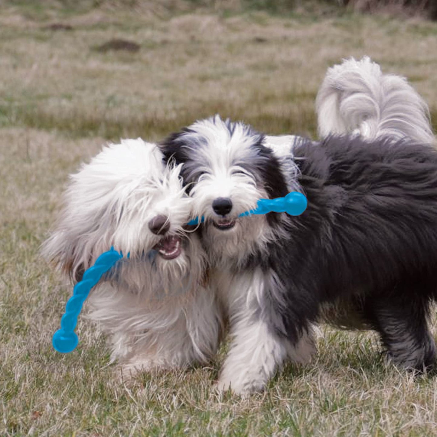 KONG - SafeStix - Strong and Flexible Dog Fetch Toy with Safe, Durable Materials (Assorted Colours & sizes)