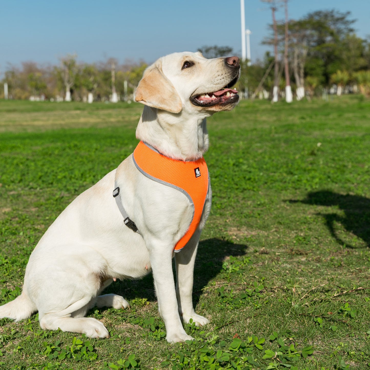 Truelove Puppy / Small Dog Breathable Mesh Nylon Harness (Orange)